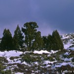 Pencil Pines above Parsons track 8-91 LG.jpg